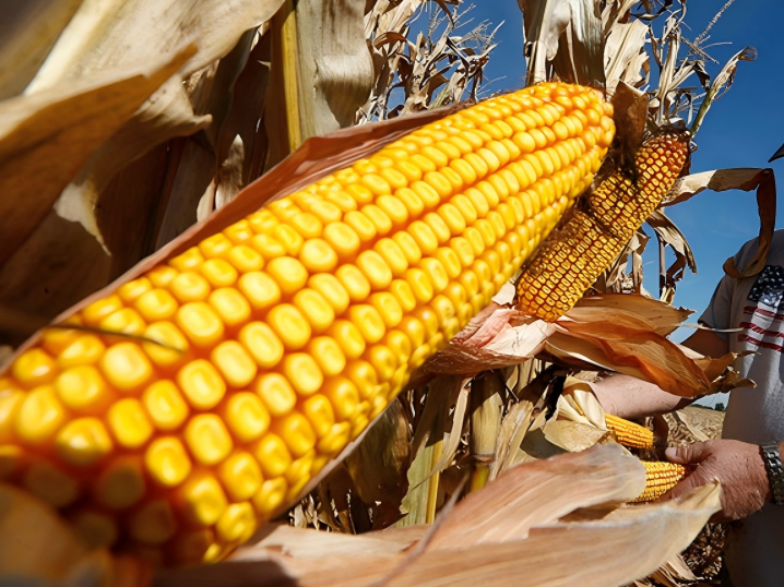 天津口岸进口玉米清关流程