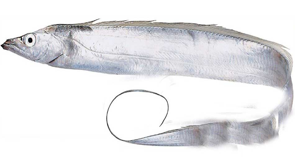 天津进口韩国野生冷冻带鱼清关流程案例分享