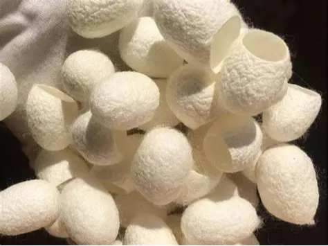 赞比亚热加工蚕茧进口报关全流程