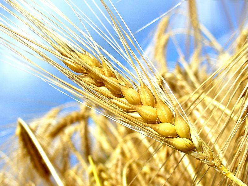 天津口岸进口大麦清关全流程