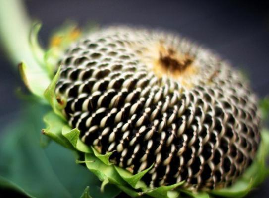 天津口岸葵花籽及葵花籽粕进口清关报关流程注