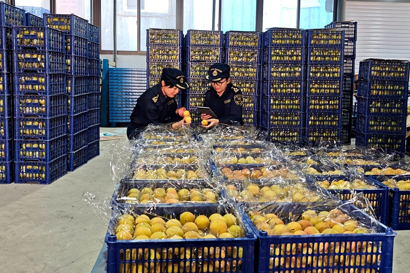 鞍山南果梨金秋启航“出海”